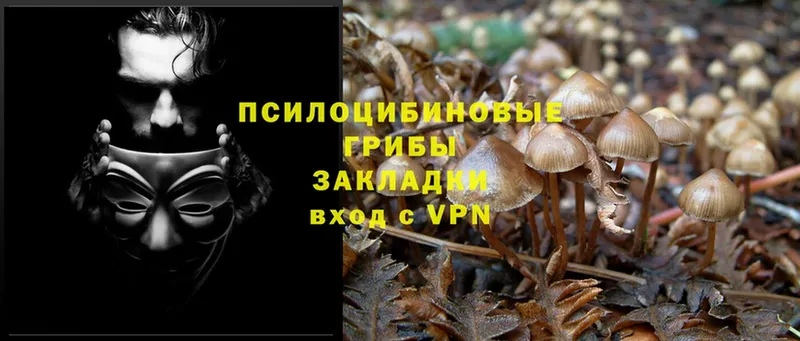 где продают наркотики  Богородицк  Псилоцибиновые грибы MAGIC MUSHROOMS 